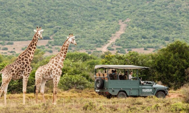 Safari en Sudáfrica la experiencia de vida salvaje más impactante