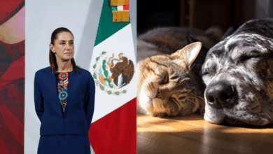 Sheinbaum impulsa una nueva Ley de Cuidado Animal con participación de organizaciones protectoras