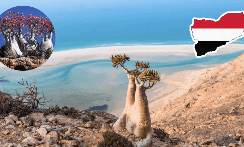 ¿Estás en la Tierra o en Marte Descubre Socotra, la isla alienígena que desafía a la biología (Foto por Tripadvisor y Against the Compass)