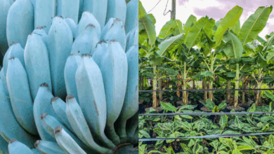 ¿Fruta o postre Conoce el Blue Java, el plátano azul que sabe idéntico al helado de vainilla