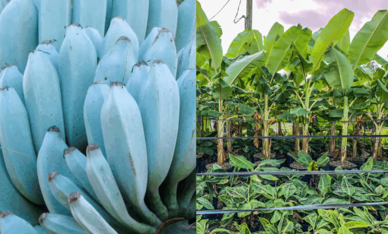 ¿Fruta o postre Conoce el Blue Java, el plátano azul que sabe idéntico al helado de vainilla