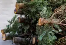 Árboles de Navidad serán convertidos en composta en Campeche