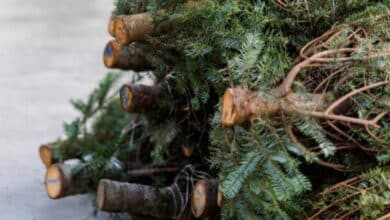 Árboles de Navidad serán convertidos en composta en Campeche