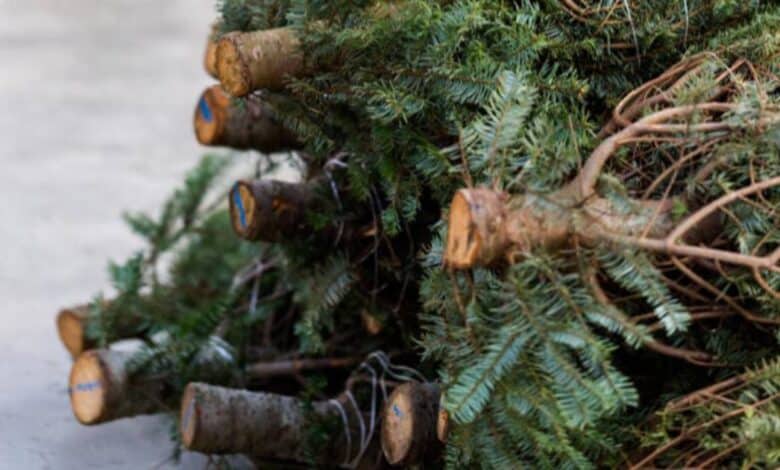 Árboles de Navidad serán convertidos en composta en Campeche