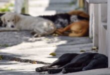 Crueldad animal en Campeche Fiscalía abre investigación por muerte de canes