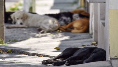 Crueldad animal en Campeche Fiscalía abre investigación por muerte de canes