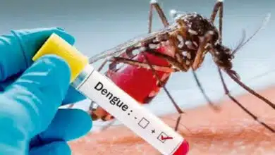 Dengue en Campeche más de la mitad de los casos registrados son graves