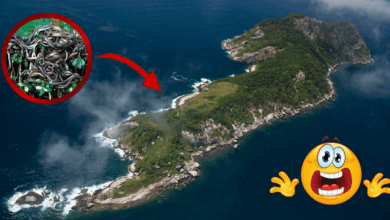 El paraíso prohibido de Brasil donde "aterrizar es no salir": Conoce la Isla de la Queimada Grande (Foto National Geographic y Canva)