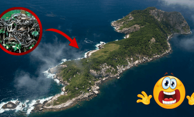 El paraíso prohibido de Brasil donde "aterrizar es no salir": Conoce la Isla de la Queimada Grande (Foto National Geographic y Canva)