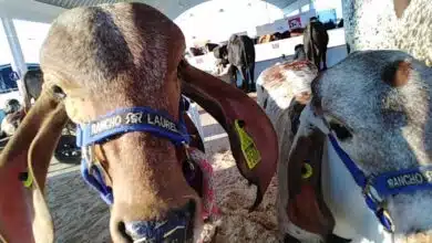 Expo Feria Ganadera Candelaria fortalece al sector ganadero y la economía local