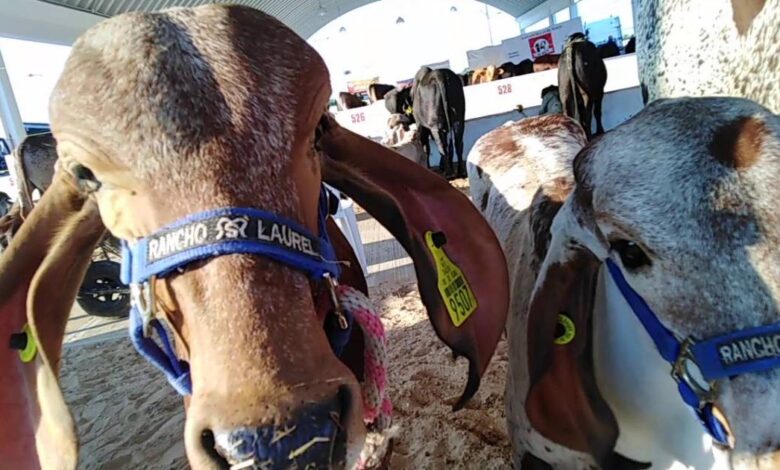 Expo Feria Ganadera Candelaria fortalece al sector ganadero y la economía local