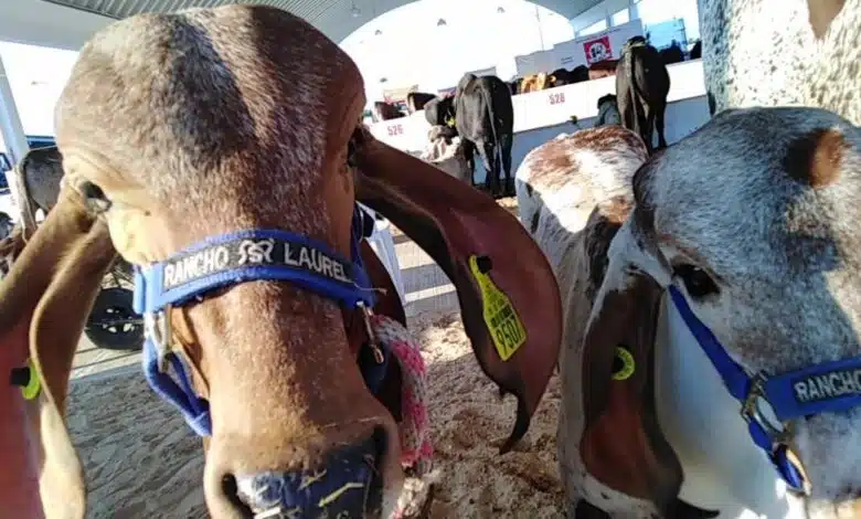 Expo Feria Ganadera Candelaria fortalece al sector ganadero y la economía local