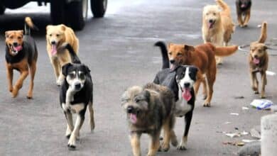 Fauna callejera rebasa capacidad sanitaria en Campeche