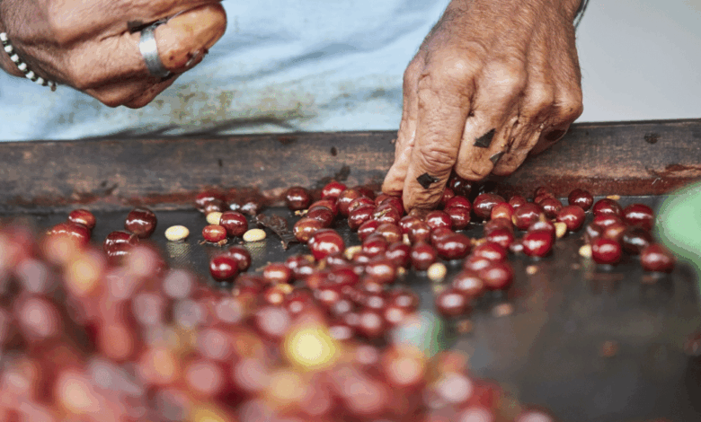 Guatemala reduce exportaciones de café 8.6% por aranceles de Estados Unidos
