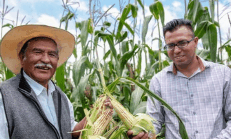 Más de 60 mil productores de granos básicos reciben apoyos federales en 19 estados