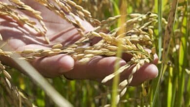Productores de arroz en Campeche ven alivio con nuevo precio de garantía