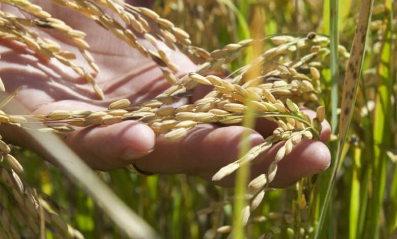 Productores de arroz en Campeche ven alivio con nuevo precio de garantía