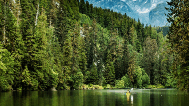 Canadá alberga algunos de los bosques más impresionantes del planeta, reconocidos por su biodiversidad, extensión y belleza escénica.