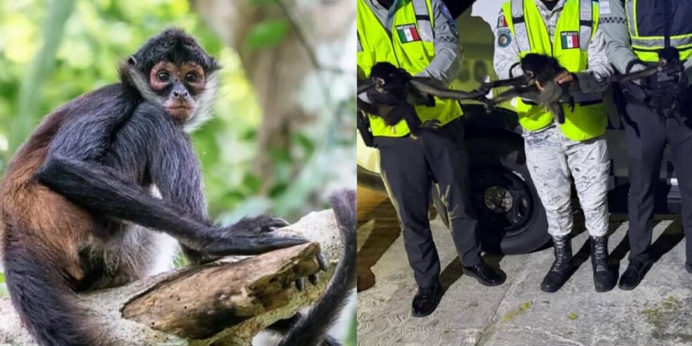 Rescatan monos araña en Campeche durante patrullaje de seguridad