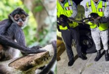 Rescatan monos araña en Campeche durante patrullaje de seguridad