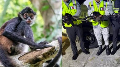 Rescatan monos araña en Campeche durante patrullaje de seguridad