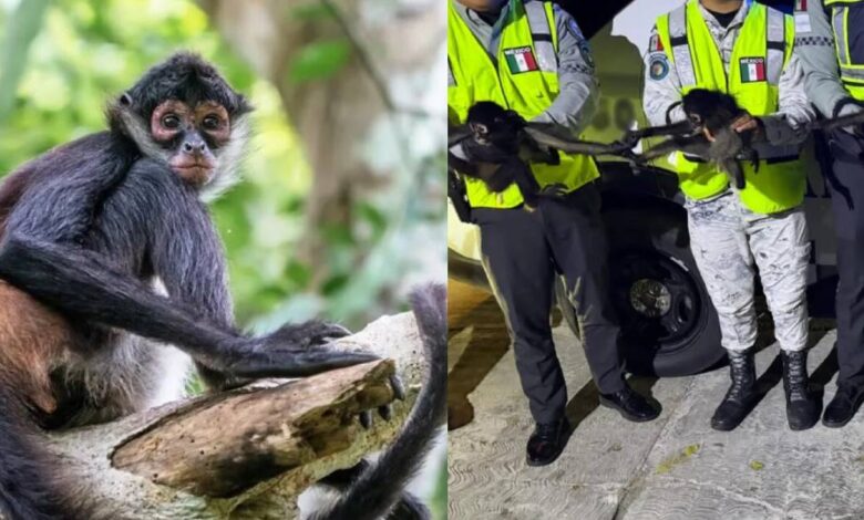 Rescatan monos araña en Campeche durante patrullaje de seguridad