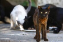 Rescatistas denuncian falta de acciones contra sobrepoblación de animales en Campeche