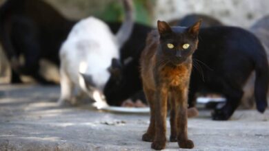 Rescatistas denuncian falta de acciones contra sobrepoblación de animales en Campeche