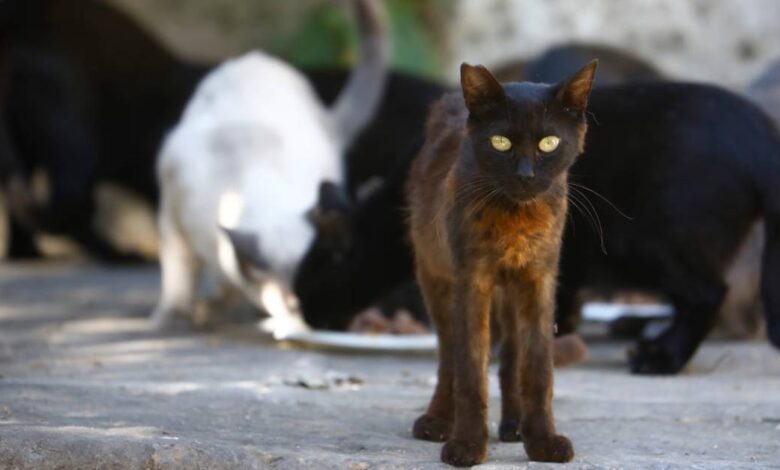 Rescatistas denuncian falta de acciones contra sobrepoblación de animales en Campeche