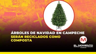 Árboles de navidad en Campeche serán reciclados como composta