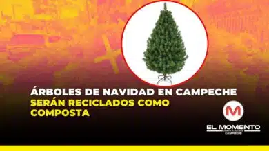 Árboles de navidad en Campeche serán reciclados como composta
