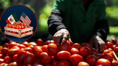 ¿Qué está pasando con el jitomate? El producto estrella del campo en México entra en crisis