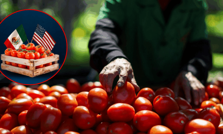 ¿Qué está pasando con el jitomate? El producto estrella del campo en México entra en crisis