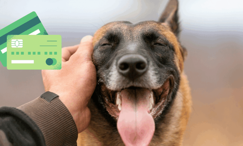 ¿Tienes mascotas en casa? Así puedes hacer el registro obligatorio en el RUAC