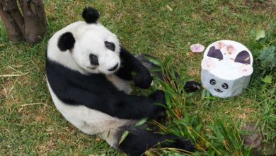 ¡Se queda en México! Xin Xin la panda que no puede reclamar China (Foto de Sedema)