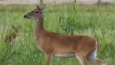 Accidente en carretera termina con la vida de venada en Campeche
