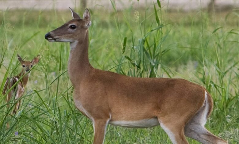 Accidente en carretera termina con la vida de venada en Campeche