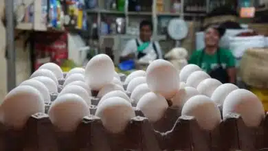 Alza en el precio del huevo en Campeche podría llegar hasta 80 pesos