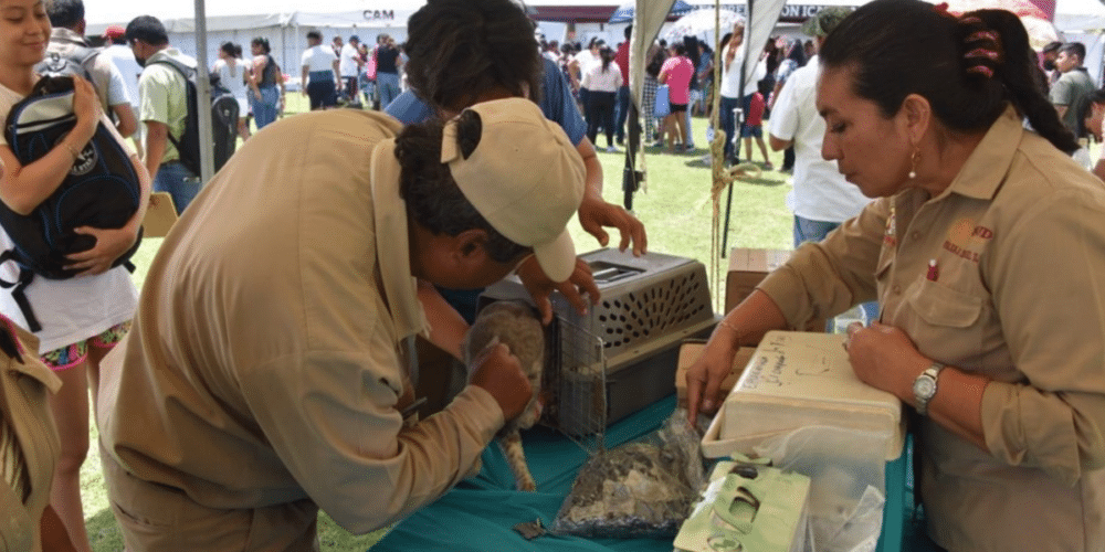 Campaña de vacunación antirrábica en Campeche