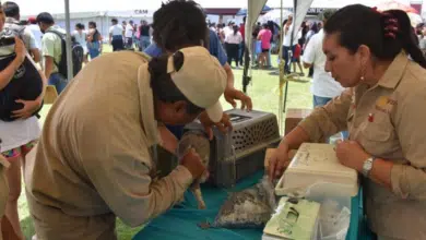 Campaña de vacunación antirrábica en Campeche