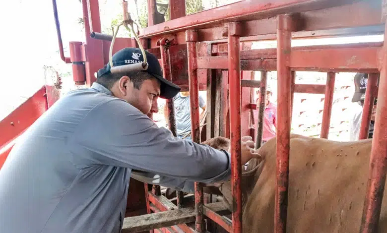 Campeche llega a los 740 casos de gusano barrenador