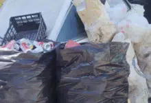 Carmen, Campeche genera 250 toneladas de basura cada día