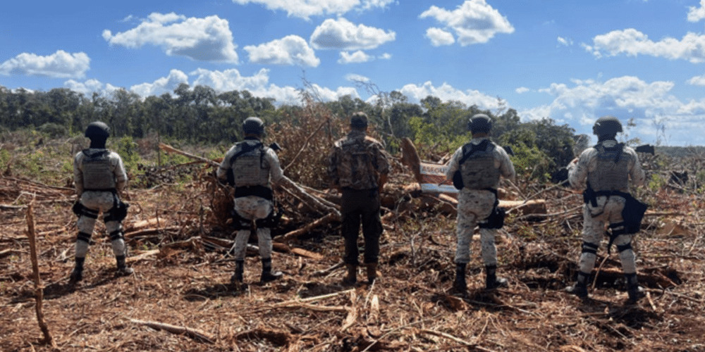 Clausuran 52 hectáreas por tala ilegal en Champotón