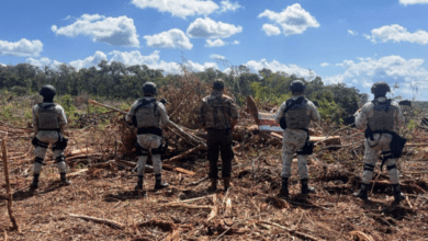 Clausuran 52 hectáreas por tala ilegal en Champotón