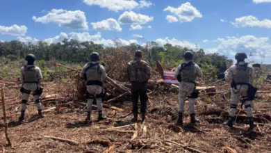 Clausuran 52 hectáreas por tala ilegal en Champotón