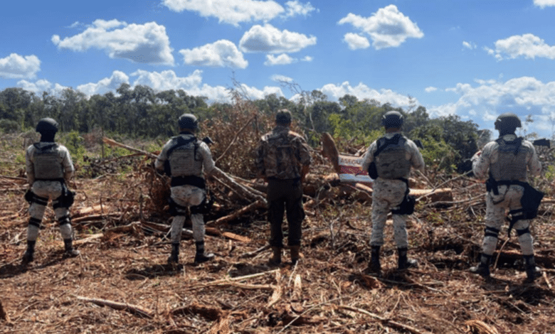 Clausuran 52 hectáreas por tala ilegal en Champotón