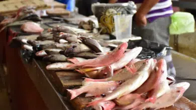 Cuaresma en Campeche claves para elegir pescado fresco