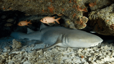 La cueva de los tiburones dormidos en Isla Mujeres, un fenómeno único en el Caribe mexicano