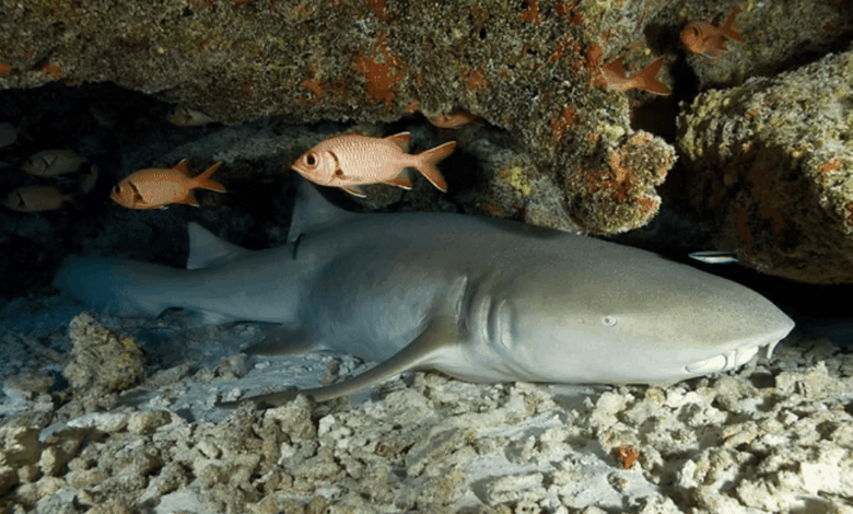 La cueva de los tiburones dormidos en Isla Mujeres, un fenómeno único en el Caribe mexicano