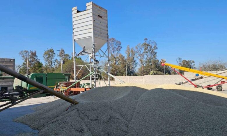 Llama AGRICULTURA a productoras y productores a recibir el incentivo al maíz blanco en seis estados